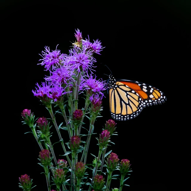 a monarch erfly landing on a purple flower