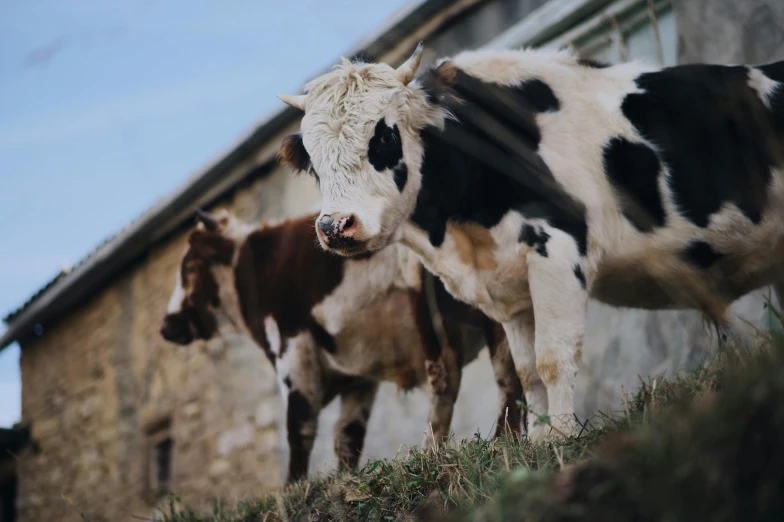 a number of cows in a field near one another