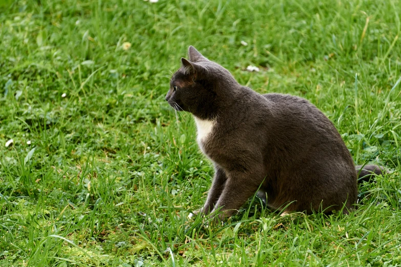 a small gray cat sitting in the grass