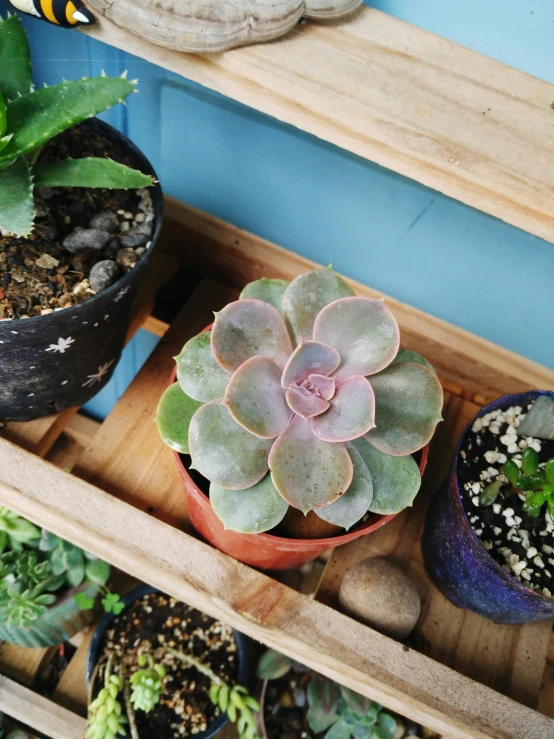 there are various plant pots on the shelves