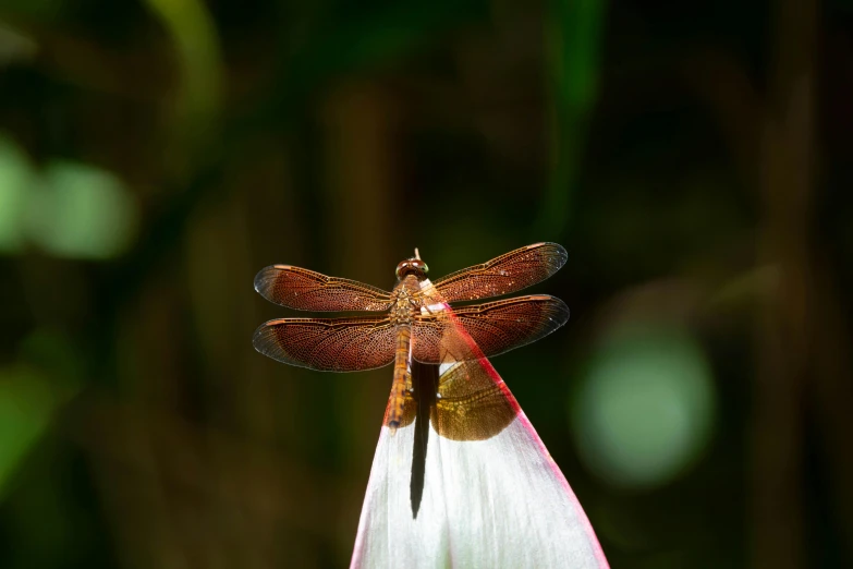 two large dragonflys perched on the back of a flower