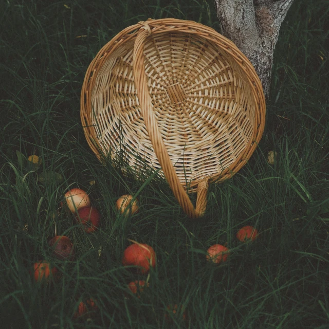 a wicker basket sitting in the grass near an apple tree