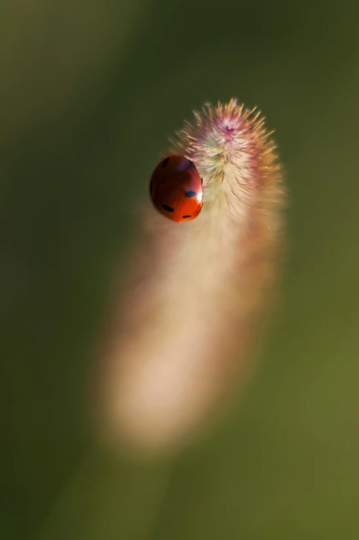 a small red bug laying on top of a green stalk