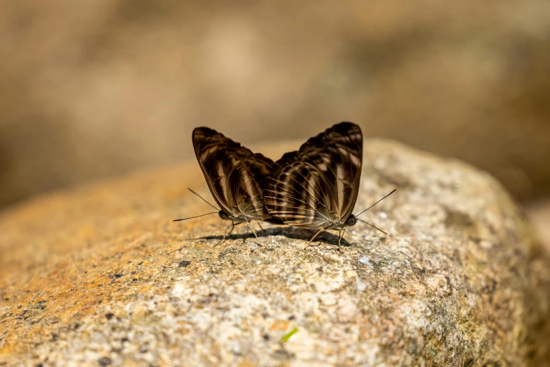 small black and white erfly resting on a rock