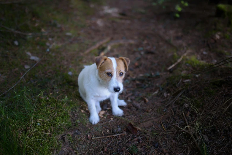 a small white and brown dog sitting on top of a grass covered field