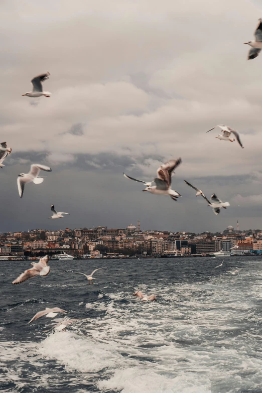 birds are flying over the ocean while buildings line the shoreline