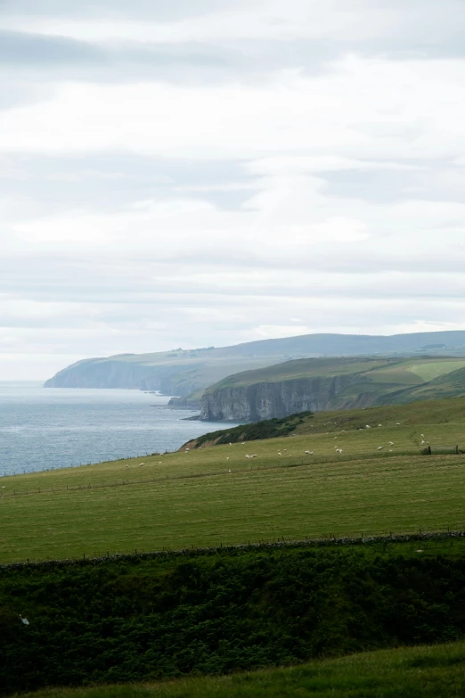 sheep grazing on lush green hills next to a body of water