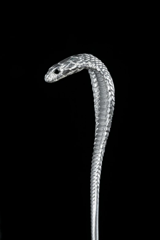 the serpent is white on its side, with black backround