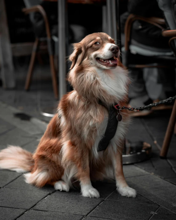 a dog that is sitting on the ground