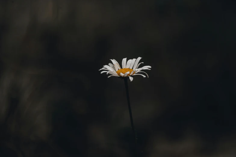 a single daisy standing in the dark