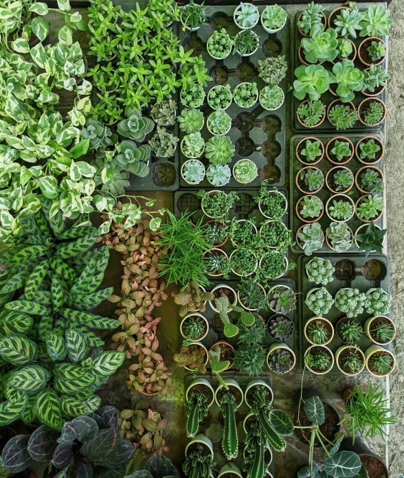 many plants in pots are laid out on the ground