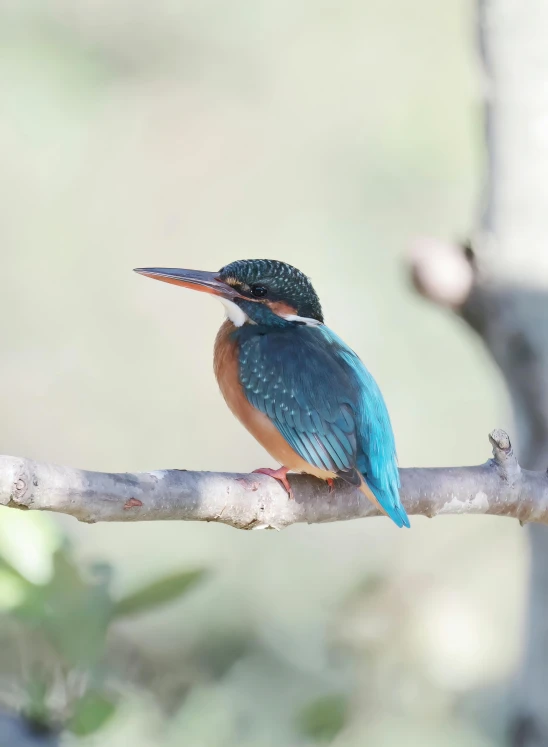 a colorful bird perched on the end of a tree nch