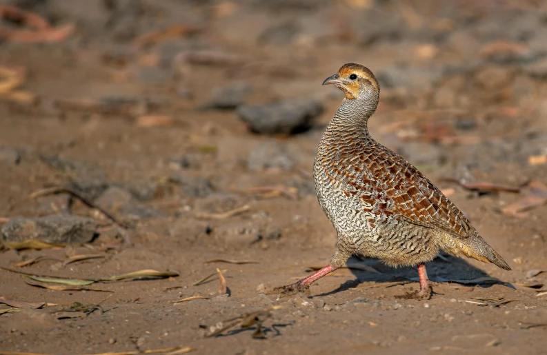 a bird is standing on the ground by some dirt