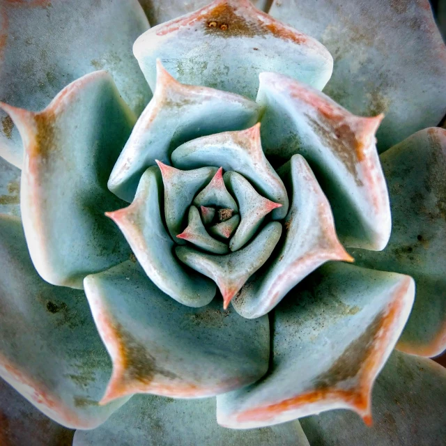 an image of a plant that is blooming