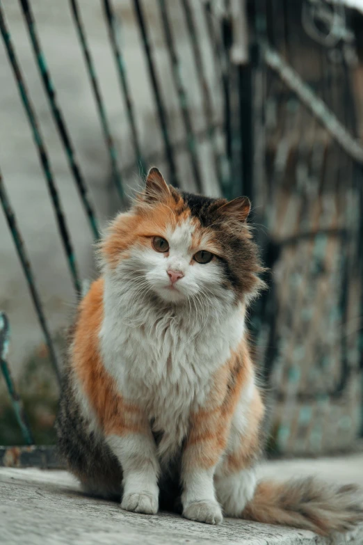 a cat that is sitting on the ground