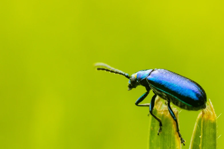 a blue insect sitting on top of a green plant