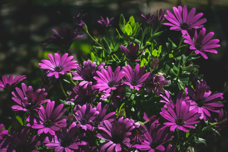 a group of pink flowers growing inside of a field