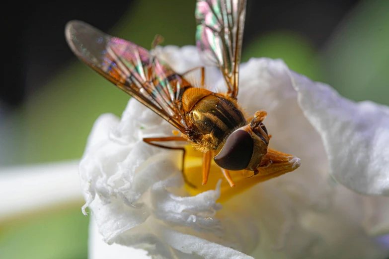 a fly that is inside of a flower