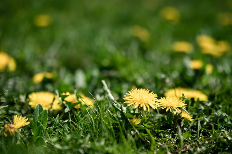 the green grass has many small yellow flowers growing in it