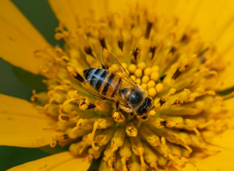 a bum pollula gathers nectars on the yellow flower