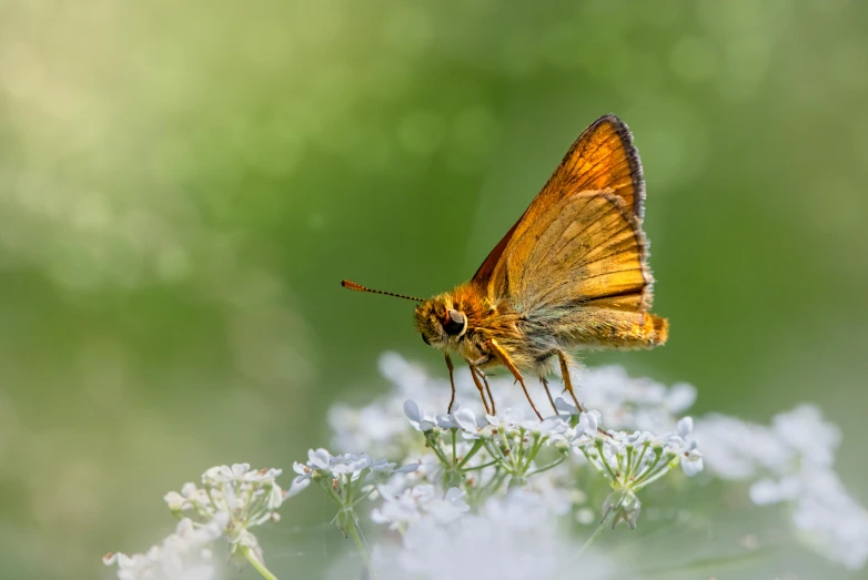 a small erfly sitting on top of a flower