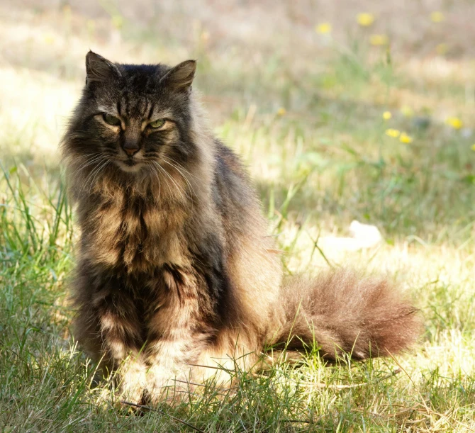 the cat is looking intently ahead in the field