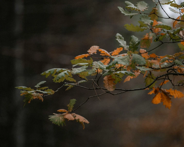 leaves are falling from a tree with autumn foliage