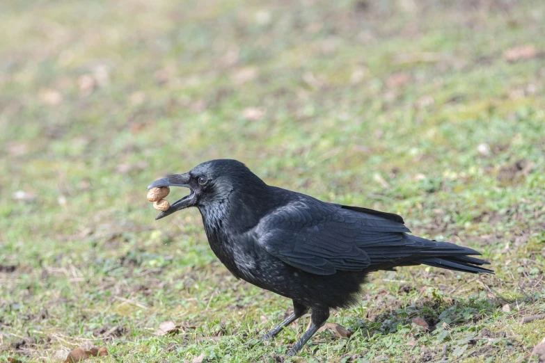 a small black bird is standing on a grassy field eating an apple