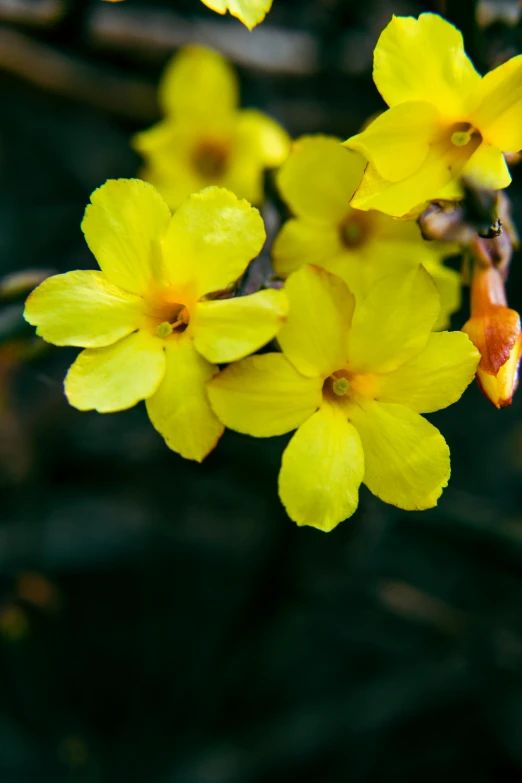 the blossoms on this yellow flower are pretty