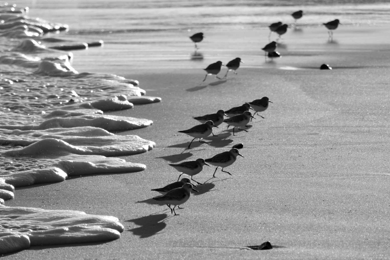 a flock of birds are standing in the sand on the beach