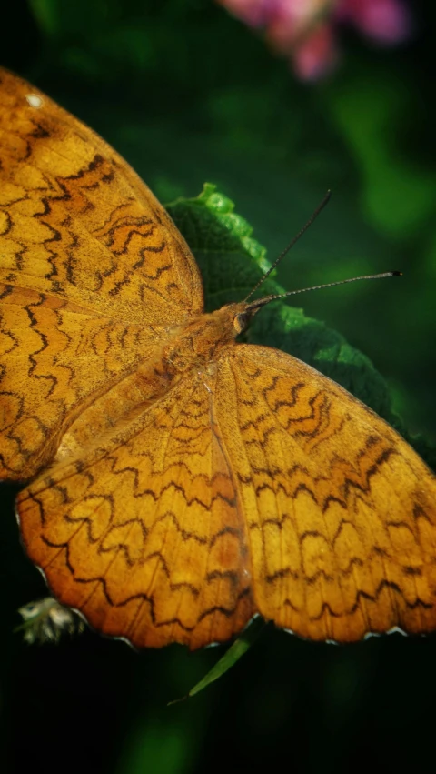 a yellow erfly sitting on a leaf in the sunlight