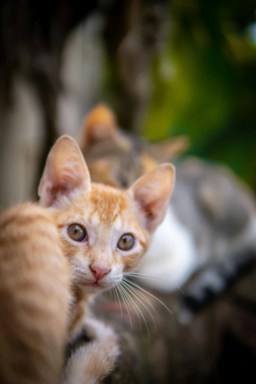 there are two kittens looking straight ahead