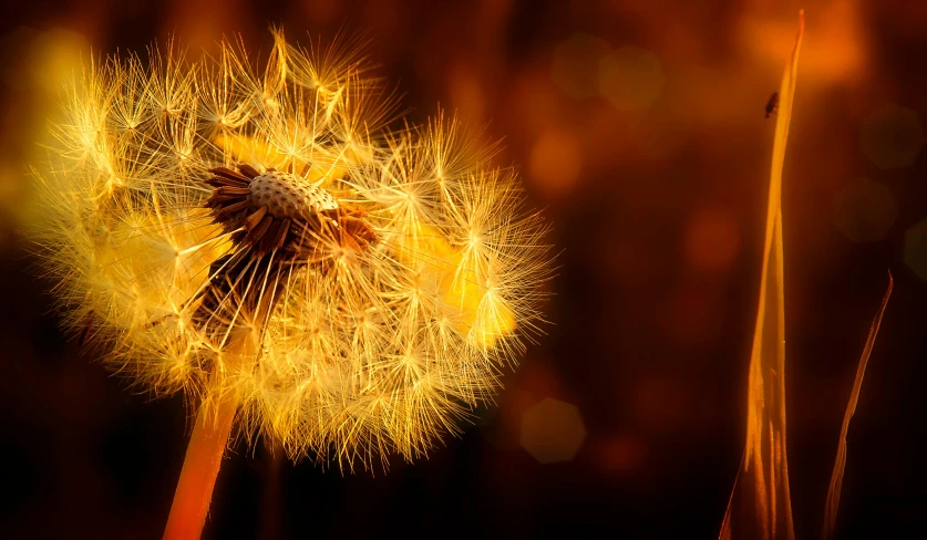 a dandelion with several lights on a brown background