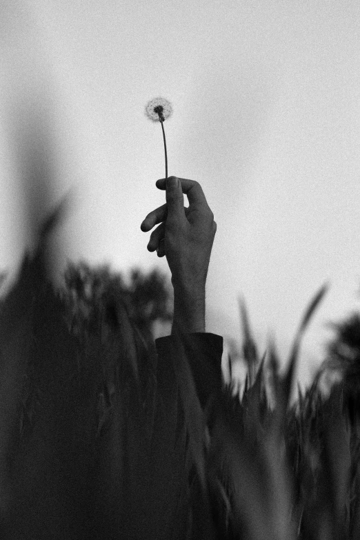 a person holds a flower up in the air