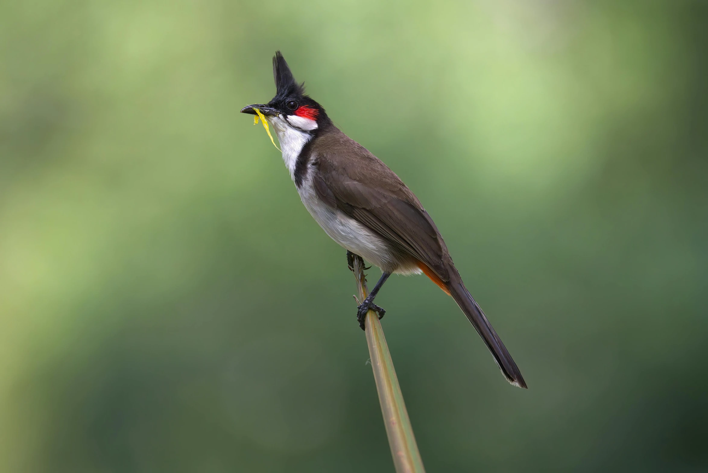 the bird is perched on the long thin stalk