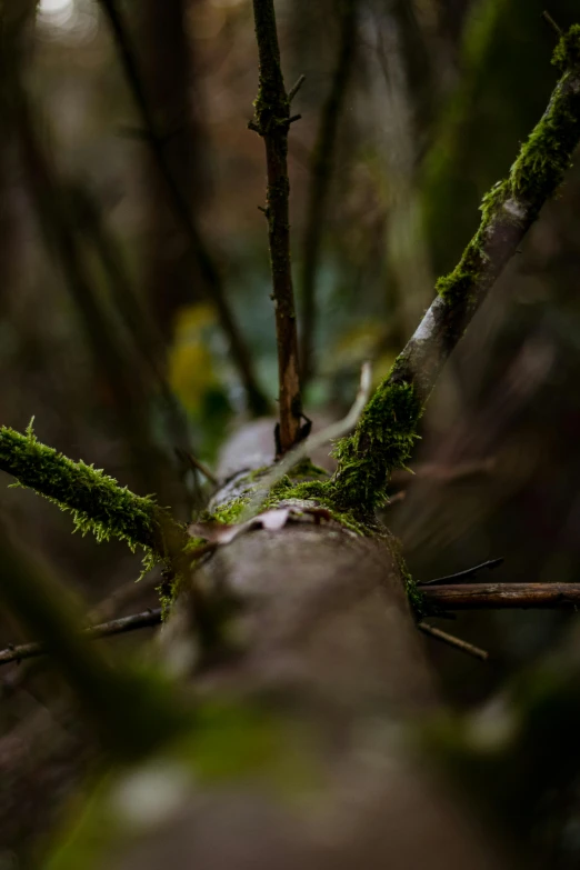 a picture of the bottom of a tree with green moss growing