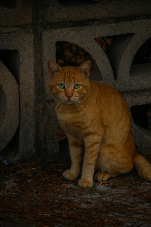 a cat sits and stares from the dark