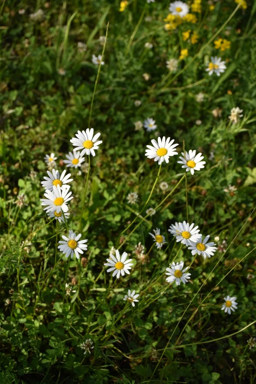 many white flowers in a grassy field