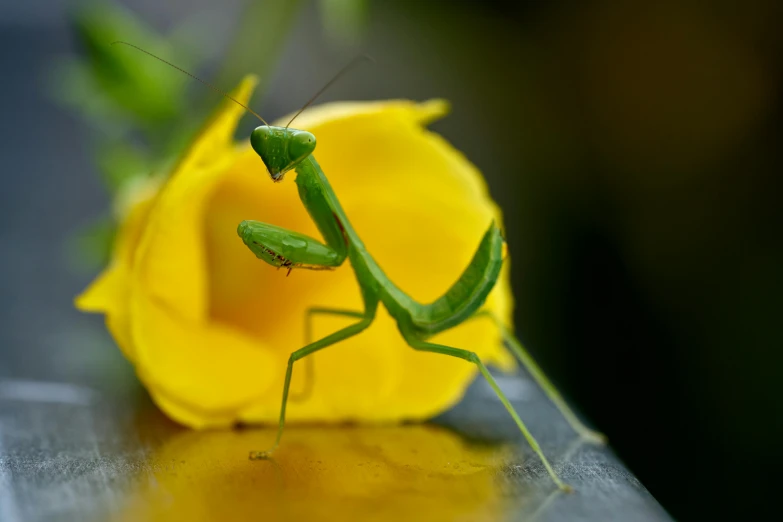 an adult praying on top of a yellow rose