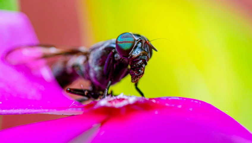 a fly on a pink flower with a green and yellow background