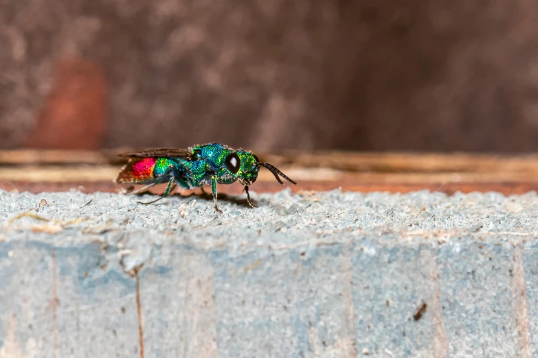 a green and blue fly sitting on top of a wooden fence