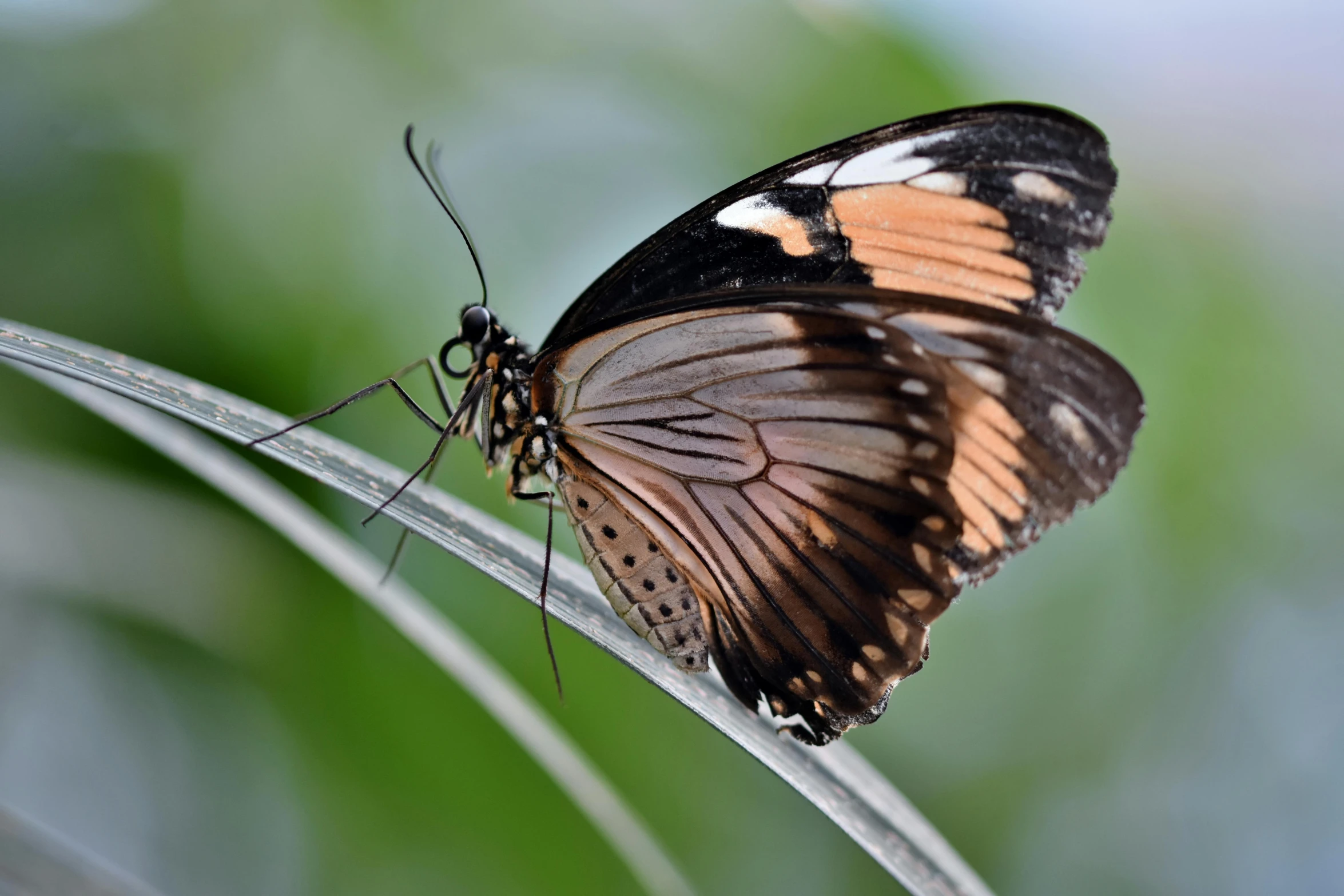 a colorful erfly sitting on top of a leaf