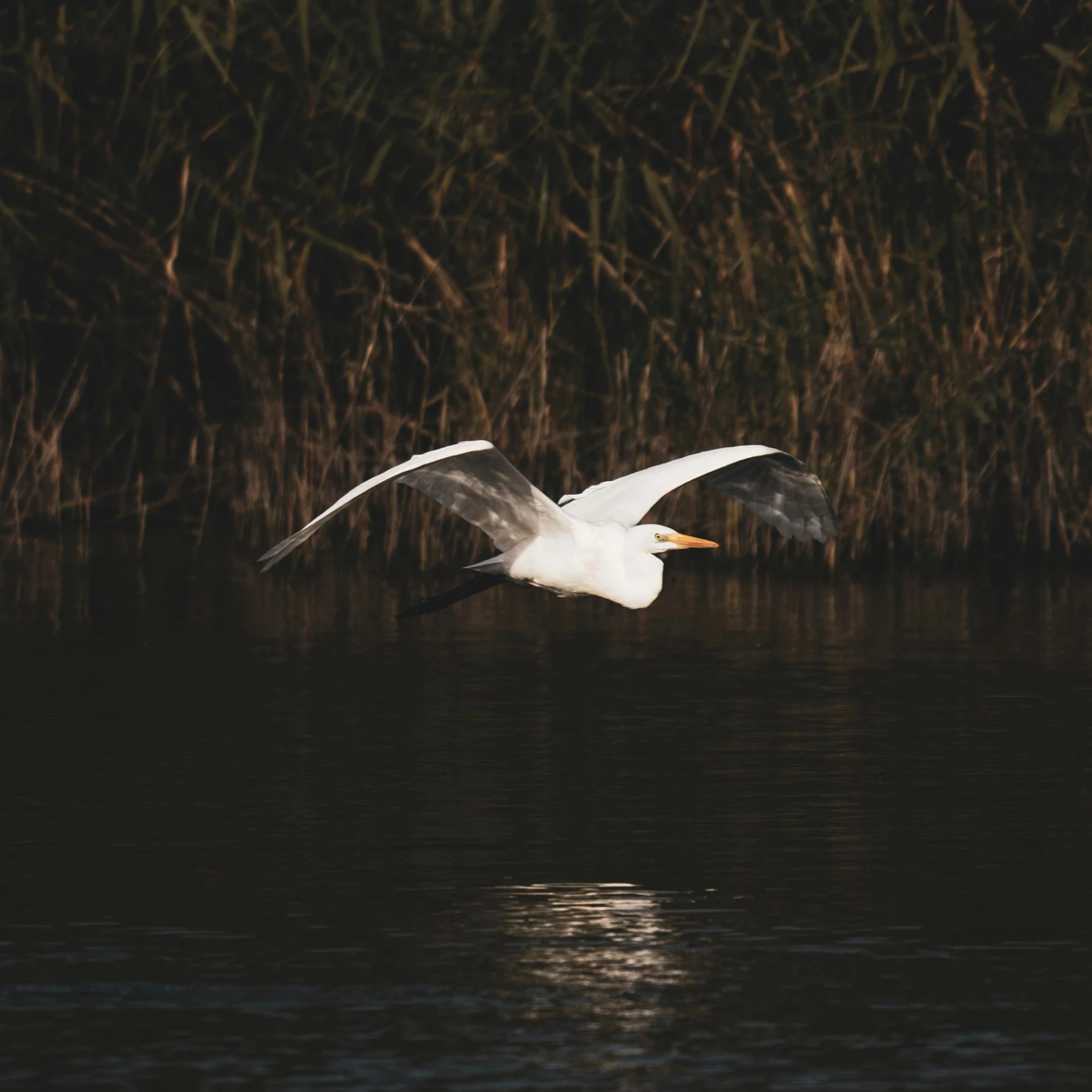 a white and black bird flying over water