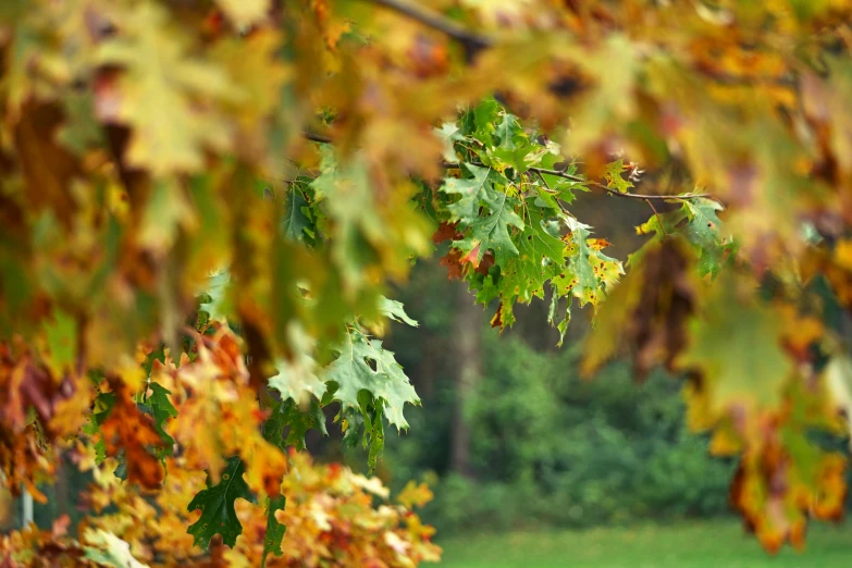 leaves are growing on a tree near the grass