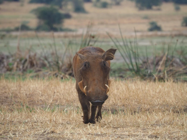 an animal is walking through the dry grass