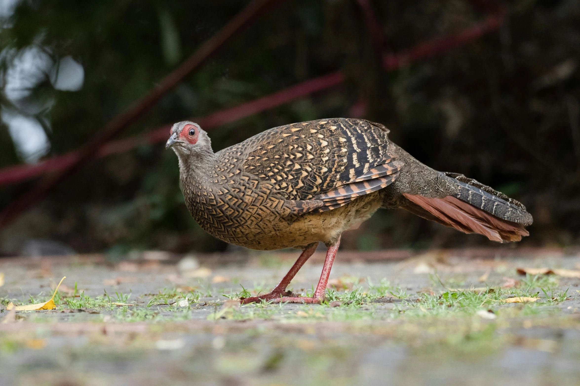 the wild bird is walking in the grass