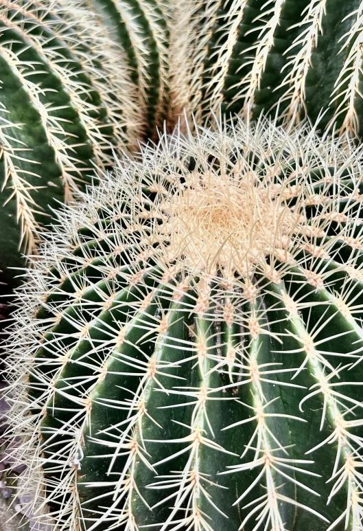 a green cactus with long thin needles in the ground