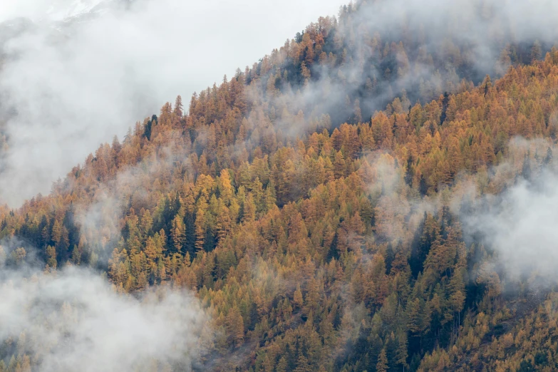 fog moves over the top of a tree - covered mountain