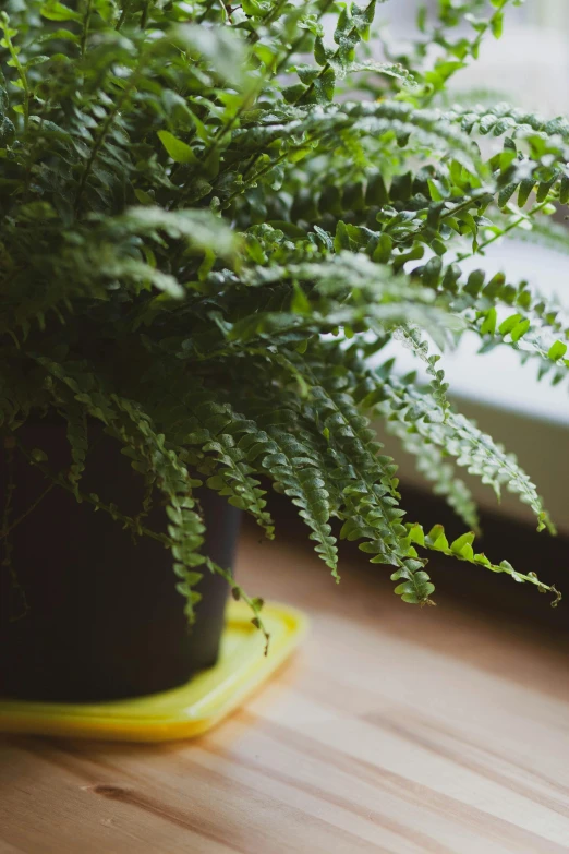 green plants growing in black potted planters on the side of a window