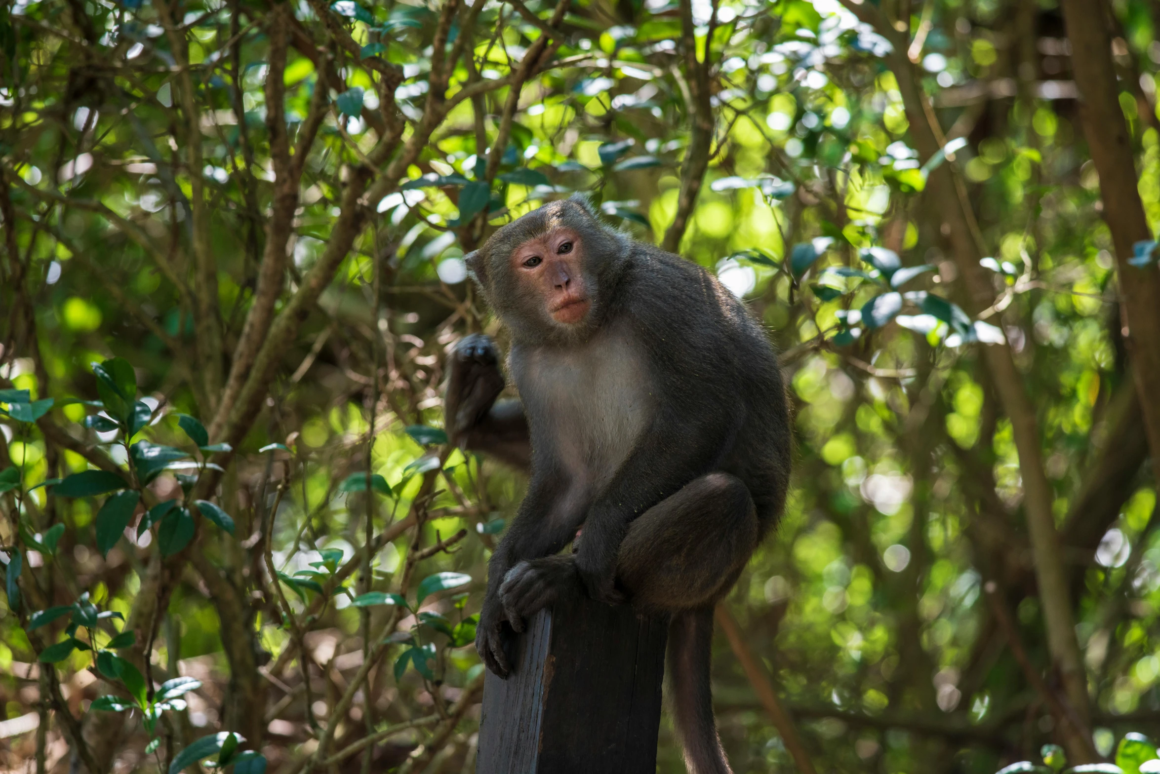 an animal that is on a tree nch